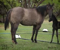 Unregistered Grulla Mare